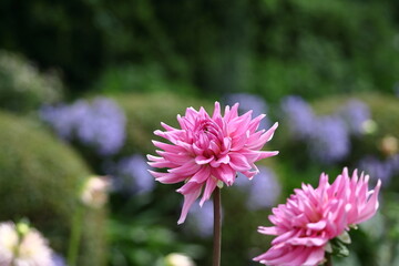 Obraz premium 色鮮やかな大輪