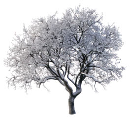 PNG  Snow-covered tree in winter