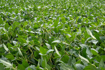 Soya beans in a field