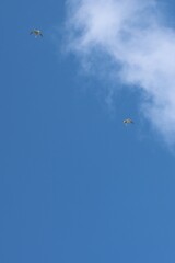 Seagulls in the sky