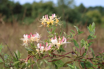 Flowering honeysuckle in the heather