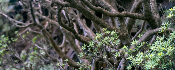 An endemic green forest with various exotic plants, dragon trees and eucalyptus.