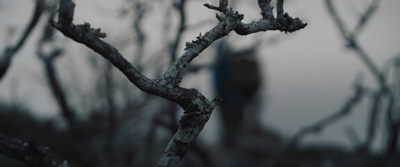 A mysterious forest with a dry tree without leaves with dark branches in the fog.
