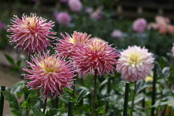 色鮮やかな大輪