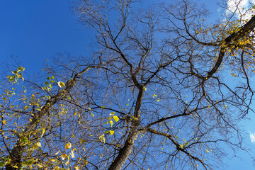bare branches of trees in autumn against a background of blue sky, warm autumn day, autumn landscape