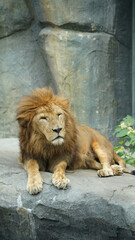 Naklejka premium 横になっているライオン