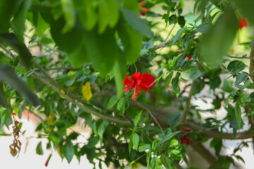 Obraz premium red and yellow flowers