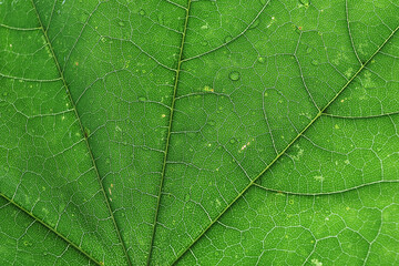 Fototapeta premium Green leaf detail background
