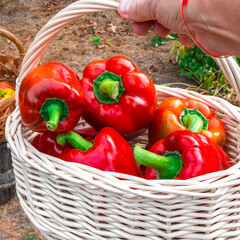 Pepper. Harvesting red organic peppers.