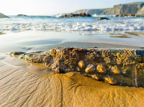 Patella vulgata or common limpets