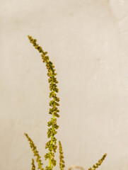 Close up Green amaranth Amaranthus hybrids in flower. Plant in the family Amaranthaceous growing as an invasive weed.