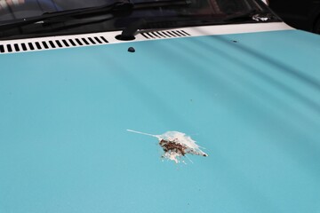 Pigeon bird poop on blue car hood