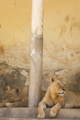 lion in the zoo