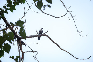 bird on tree
