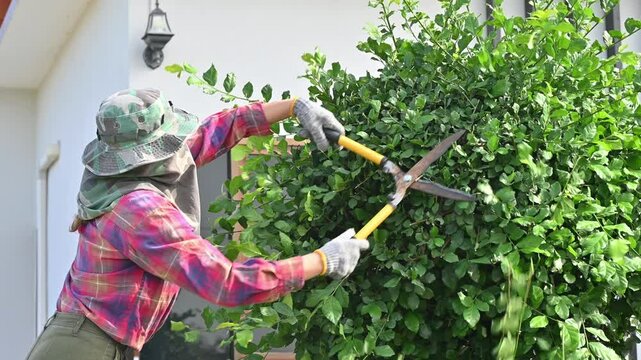 Female gardener using a scissor to shearing and pruning plants in the garden.