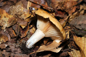 林内落ち葉の中にチチタケ科キノコの白いヒダと柄・3側面全身（自然光+ストロボ・マクロ接写）