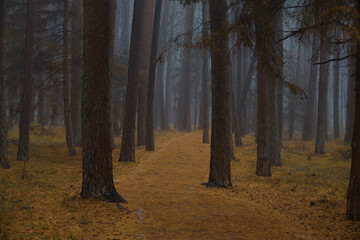 autumn forest in the fog