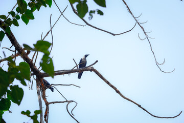 bird on a branch