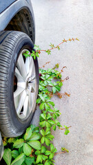 Ivy twining car tire in urban space, symbol of nature's resilience versus mechanical encroachment, contrasting human progress with natural persistence, environmental harmony, vertical frame.