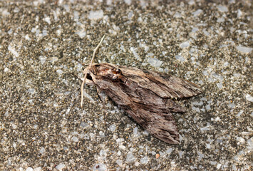 コンクリートの道路と同化するエビガラスズメ蛾の成虫（自然光マクロ接写）