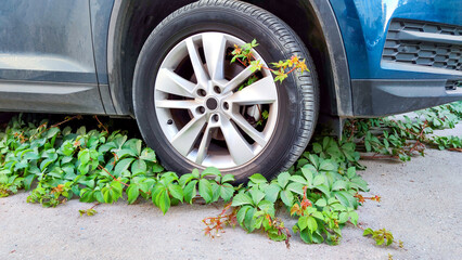 Car tire surrounded by green ivy, illustrating nature's reclaim of urban spaces, resilience against mechanical encroachment, environmental equilibrium.
