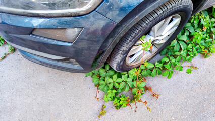 Nature reclaim on urban terrain, car tire consumed by ivy, symbolizing green resilience against mechanical progression, environmental counterbalance