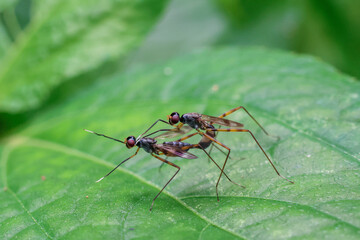 Fototapeta premium Close-up Mimegralla albimana Stilt-legged Fly mating on a green leaf in a humid natural environment during the rainy season in Thailand.
