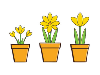 yellow flowers in pots