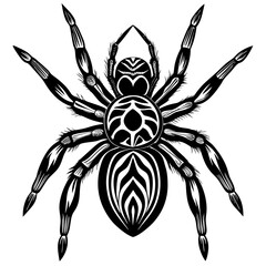 spider 