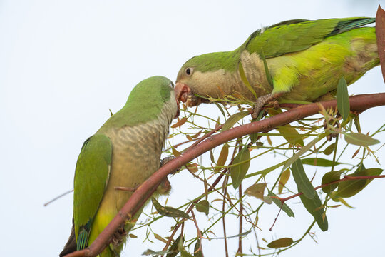 Two monk parakeets feeding on a tree branch