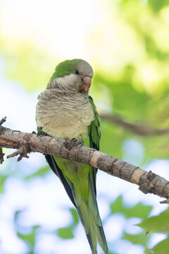 Monk parakeet perched on a branch in green foliage