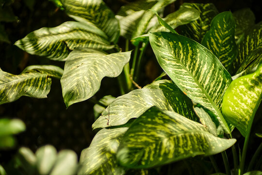Lush Green Dieffenbachia Leaves with Natural Patterns
