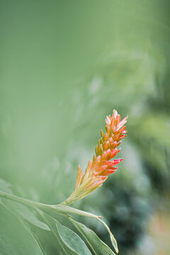 Vibrant Ginger Flower Blooming Against Soft Background