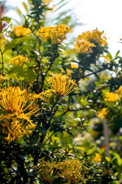Yellow Ixora flowers in Lush Garden Setting
