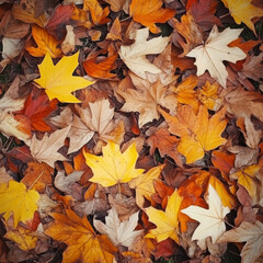 Fototapeta premium Autumn Leaves Carpet: A vibrant tapestry of fallen autumn leaves in warm, earthy tones. A rich texture and color palette perfect for fall-themed designs.