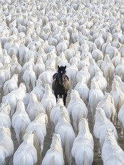 Fototapeta premium black horse with white walking among dry grasses and yellow wildflowers in the day