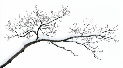 Obraz premium A bare tree branch covered with snow against a white background, symbolizing winter and the beauty of nature's simplicity.