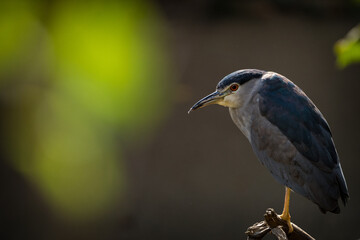 Fototapeta premium Black-crowned Night Heron in nature