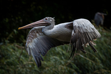 curled pelican in flight in nature