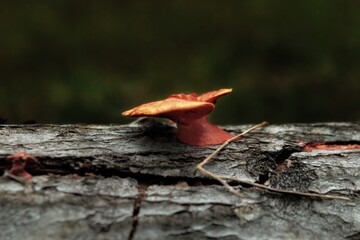 red mushroom in autumn forest