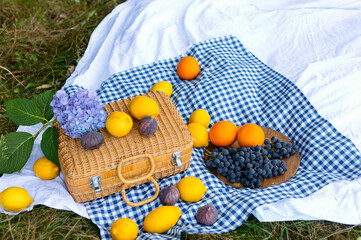 Cozy picnic scene on a white blanket with a blue checkered tablecloth, featuring a delicate hydrangea, a woven straw suitcase, and vibrant fruits like lemons, oranges, figs and fresh grapes. 