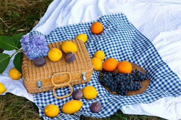 Picnic scene on a white blanket with a blue checkered tablecloth, featuring a delicate hydrangea, a woven straw suitcase, and vibrant fruits like lemons, oranges, figs and fresh grapes. 