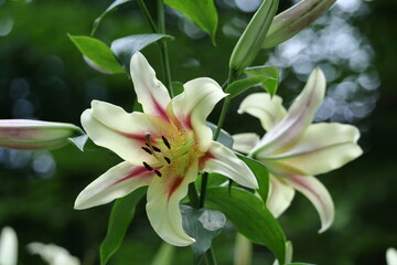 純潔を象徴する花