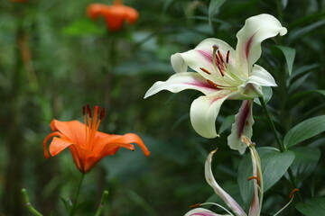 純潔を象徴する花