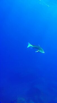 poisson mer