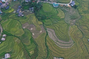 Fototapeta premium Sapa terraced fields in the ripe rice season seen from above 