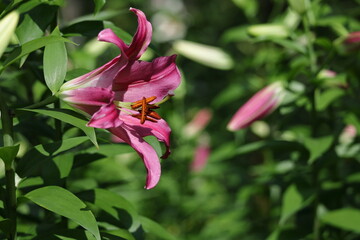 純潔を象徴する花