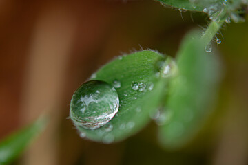 A drop of morning dew on the stem of a plant. Raindrops on Lotus leaves.Image taken during the monsoon season.