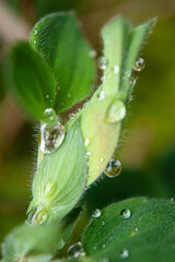A drop of morning dew on the stem of a plant. Raindrops on Lotus leaves.Image taken during the monsoon season.