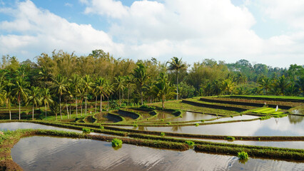 terraced rice field view